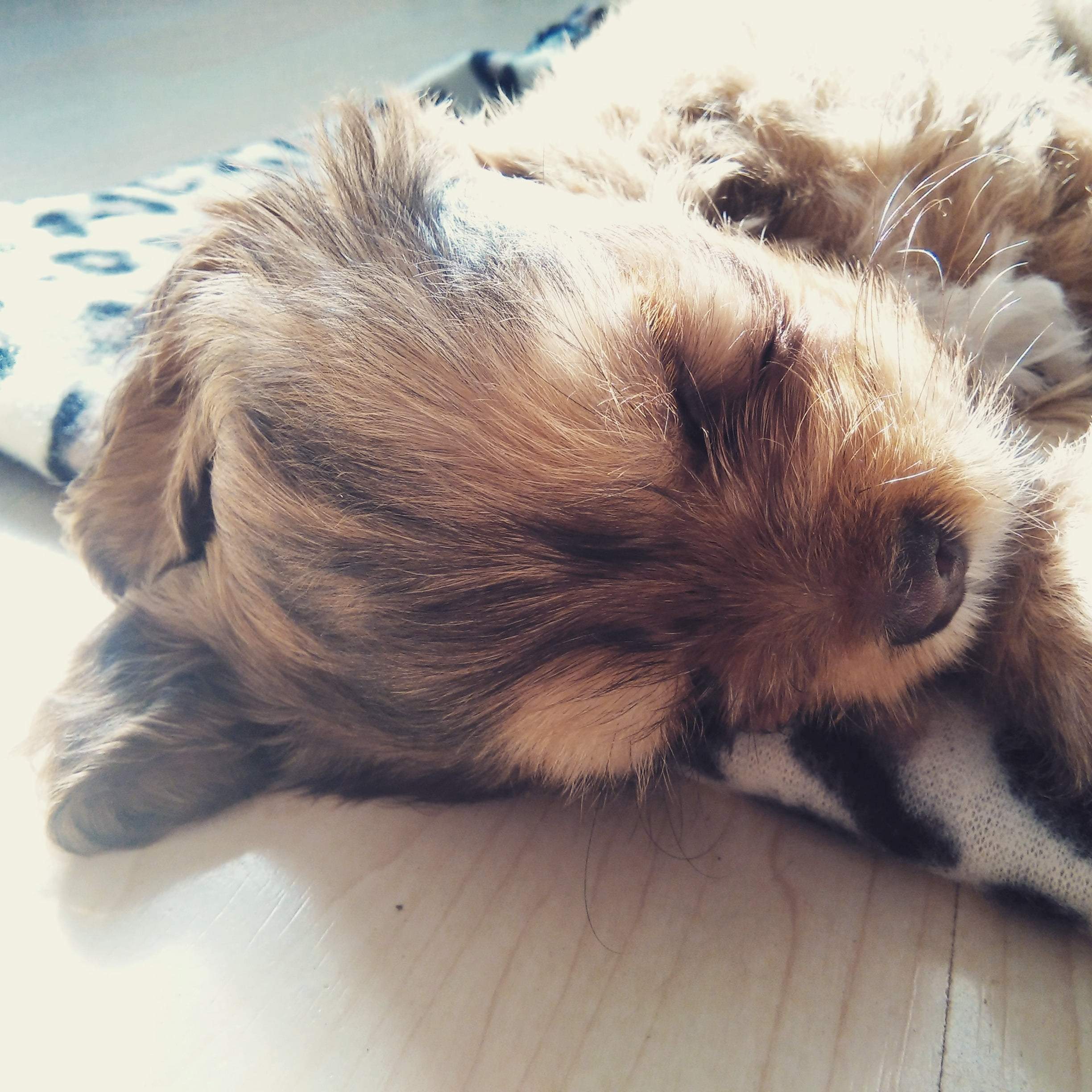 cachorro durmiendo