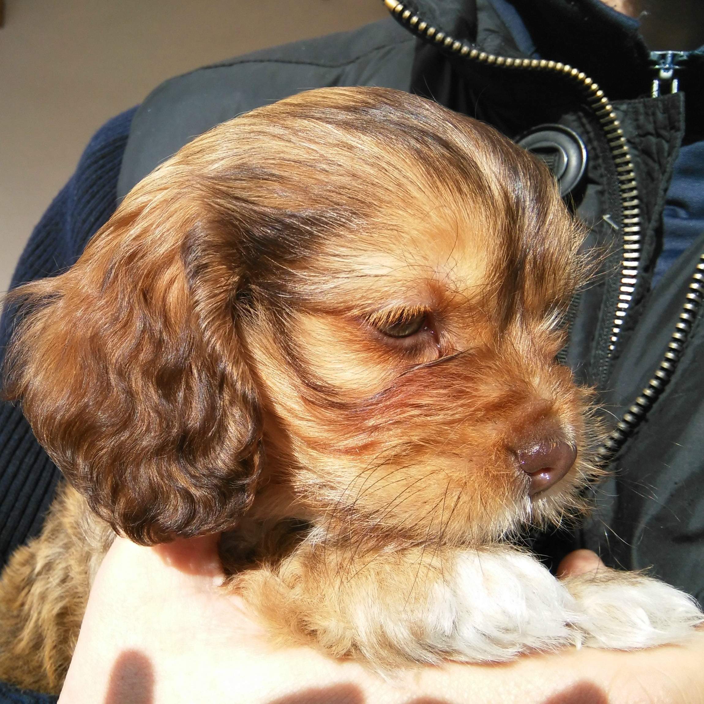 bautizo de un cachorro