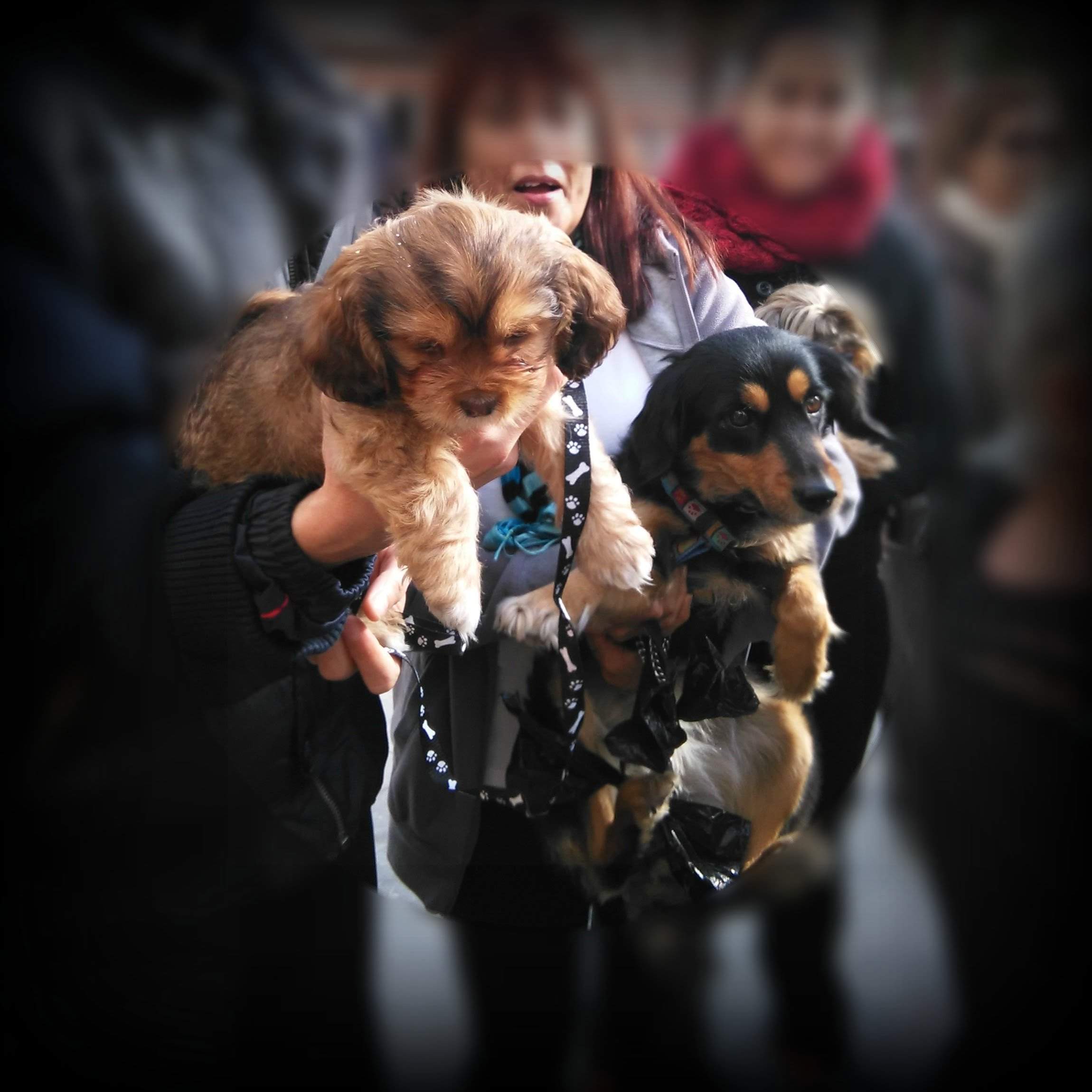 bautizo de un cachorro