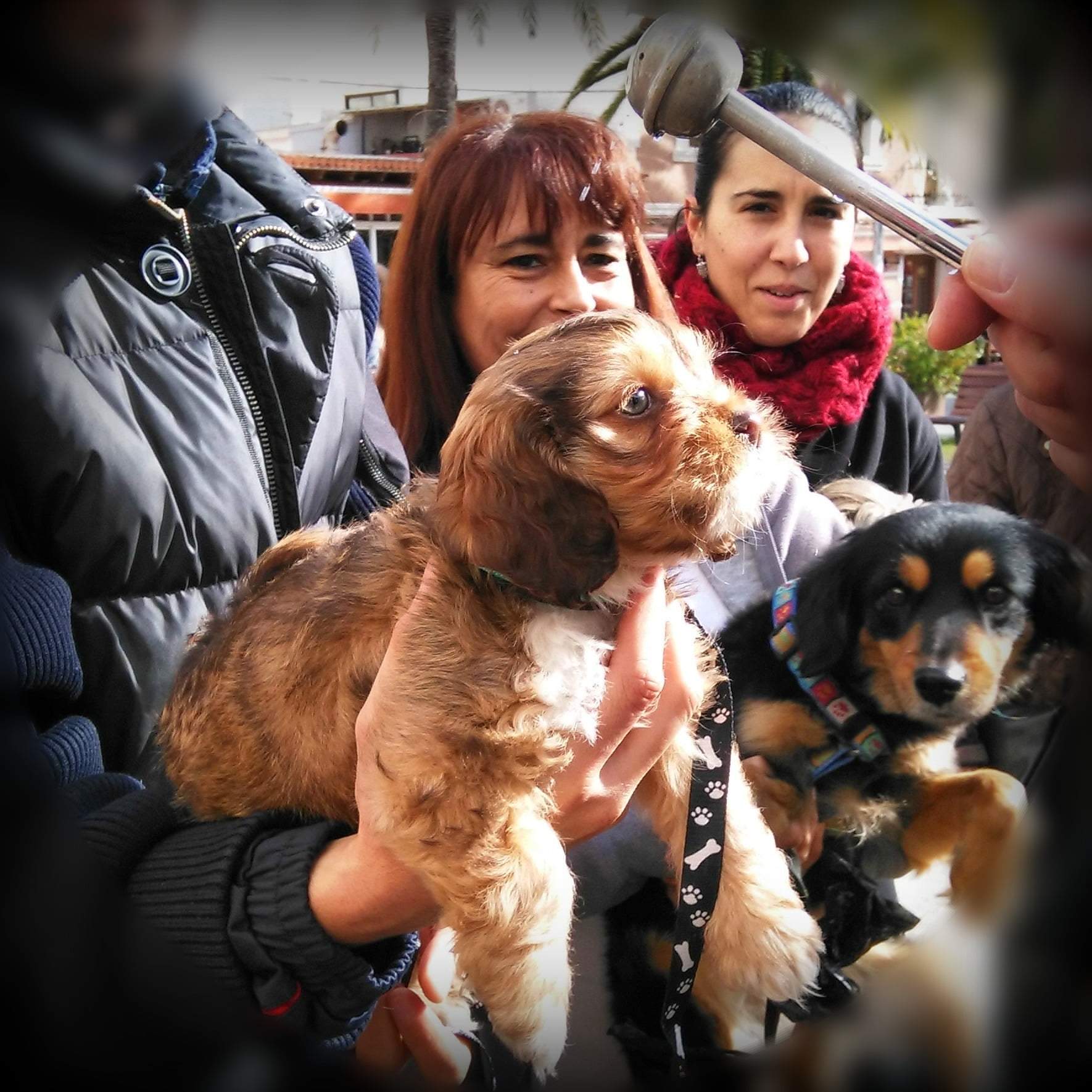 bautizo de un cachorro
