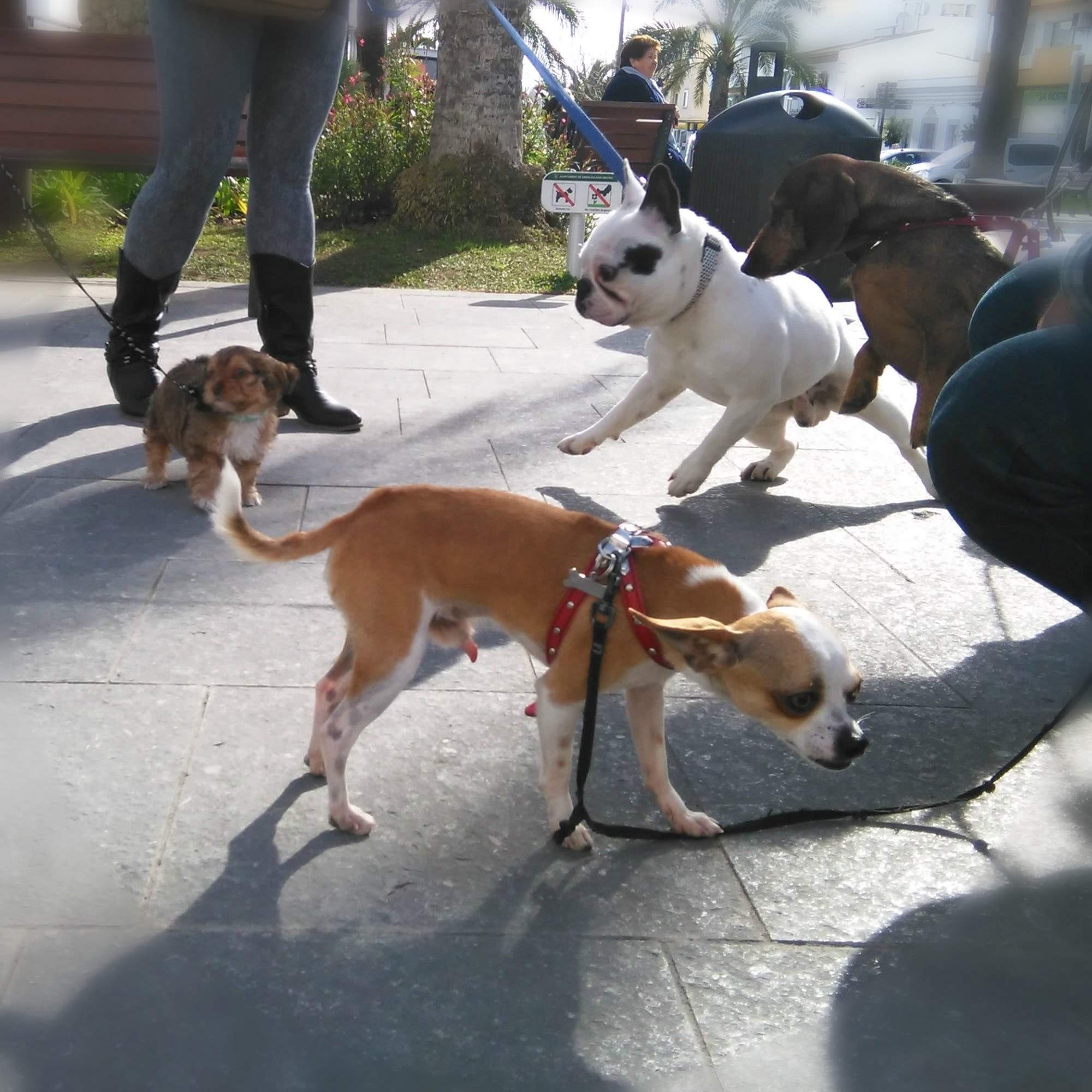 bautizo de un cachorro