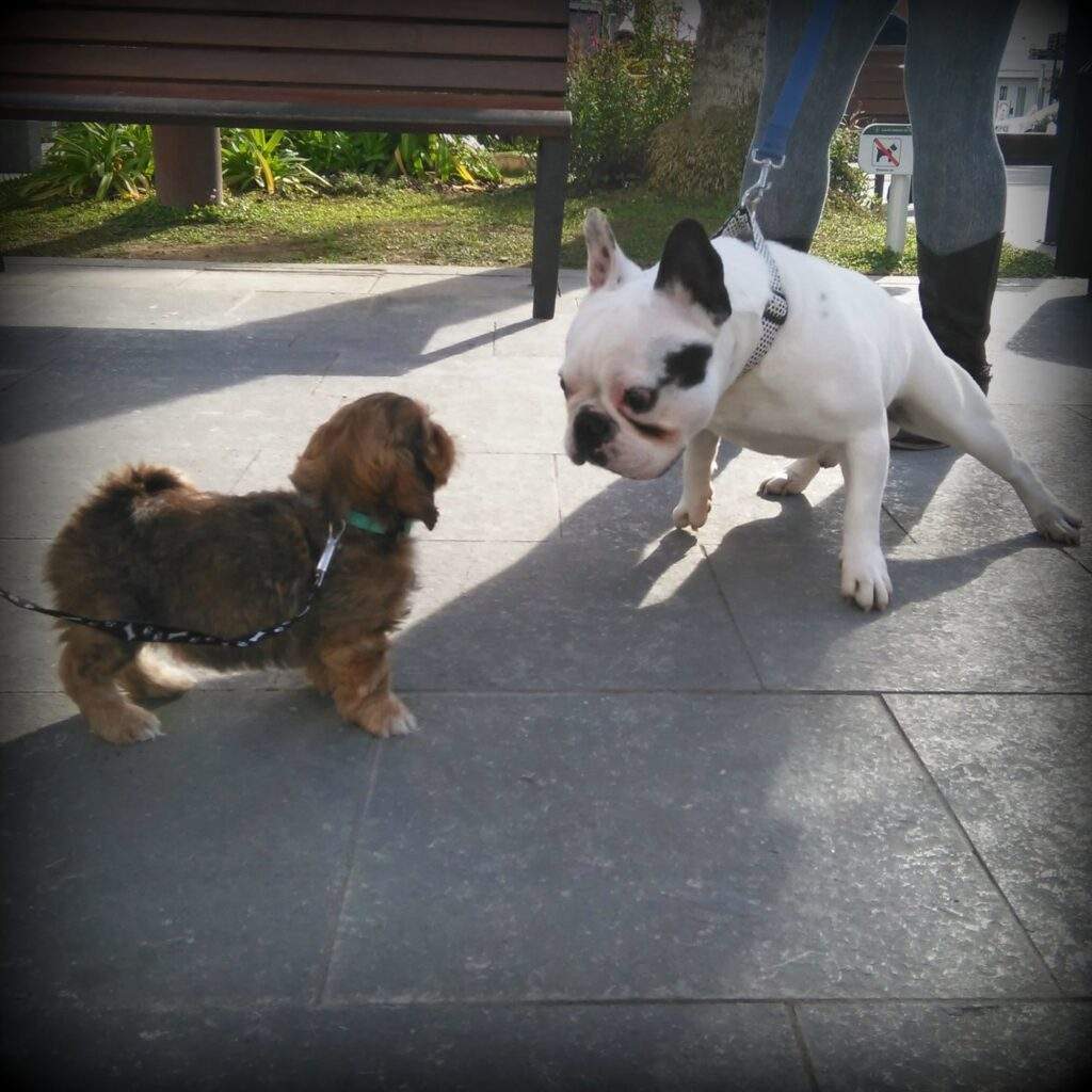 cómo socializar a un cachorro