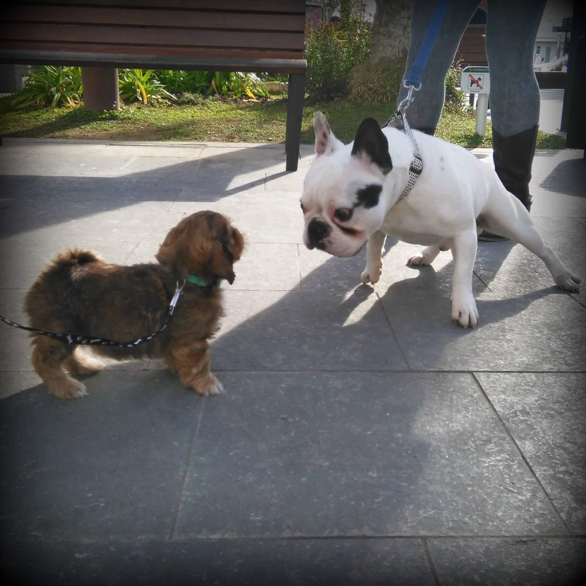 bautizo de un cachorro