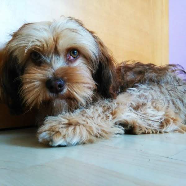 preciosa Uma