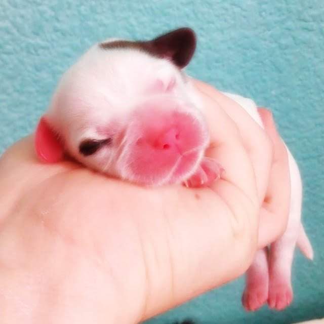hermana de Uma