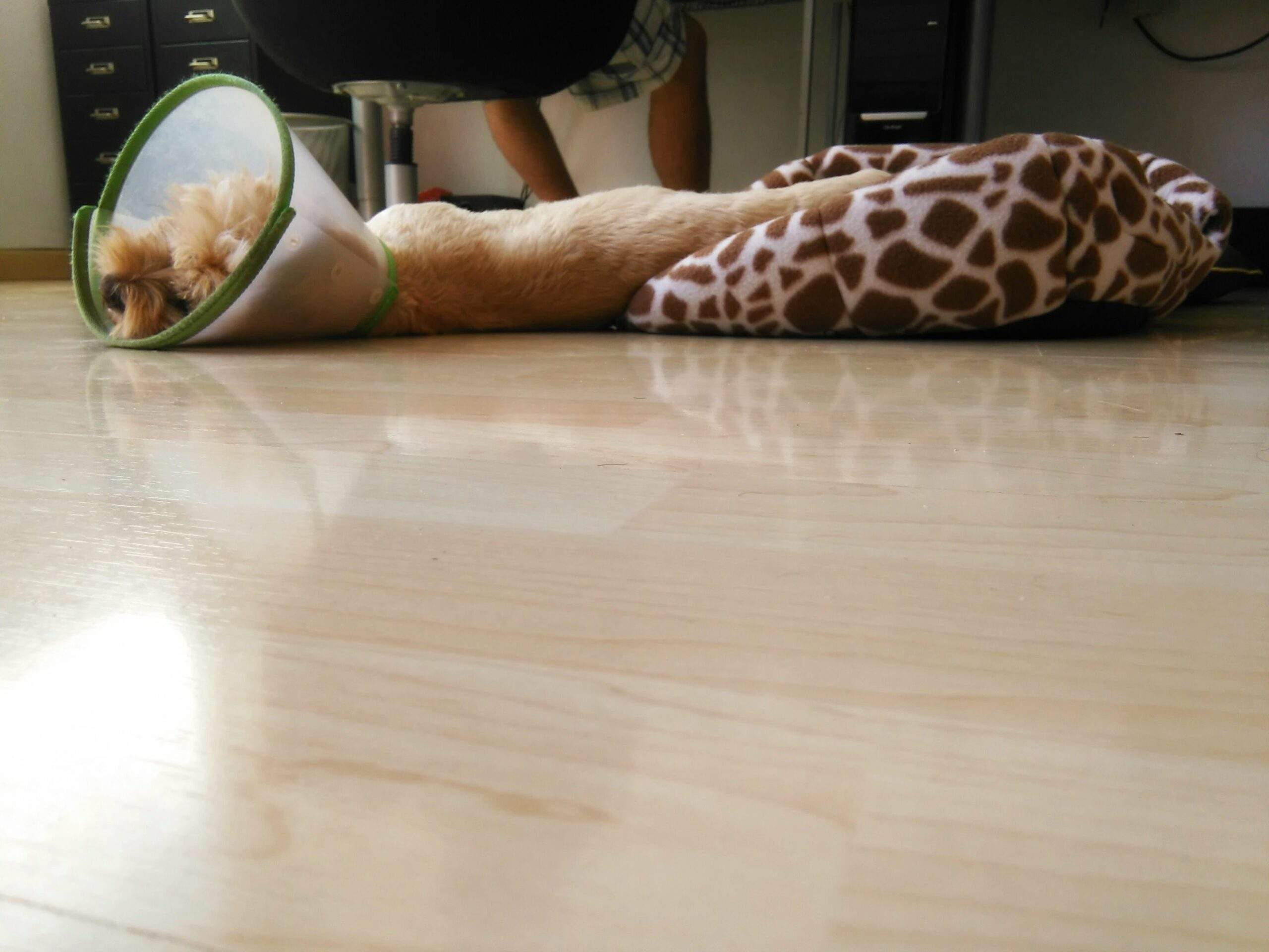 esterilización canina