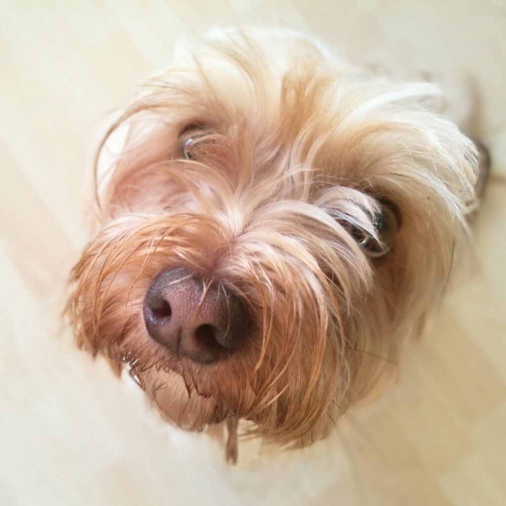 limpiar los ojos del perro