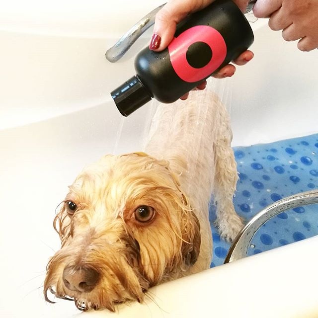 bañar a un perro