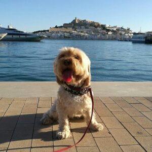 Ibiza Dog Friendly