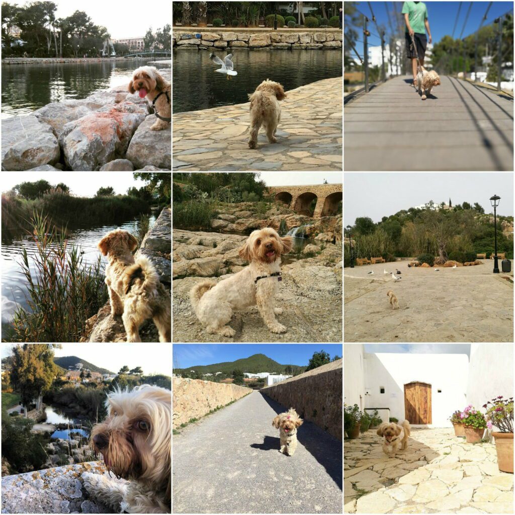 vacaciones con perro en santa eulalia del rio