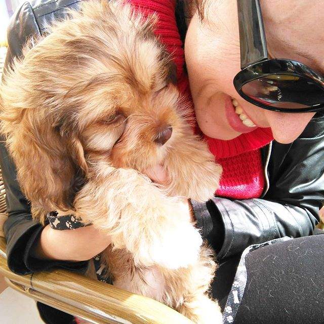 perro: un miembro más de la familia