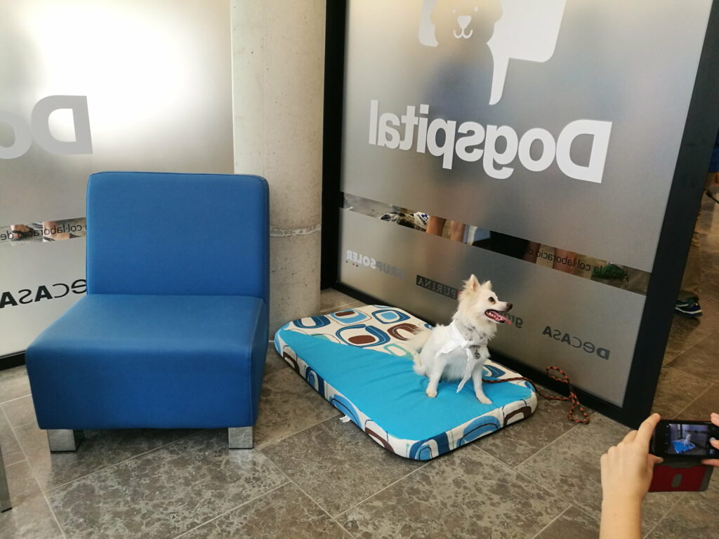 hospital can misses perros