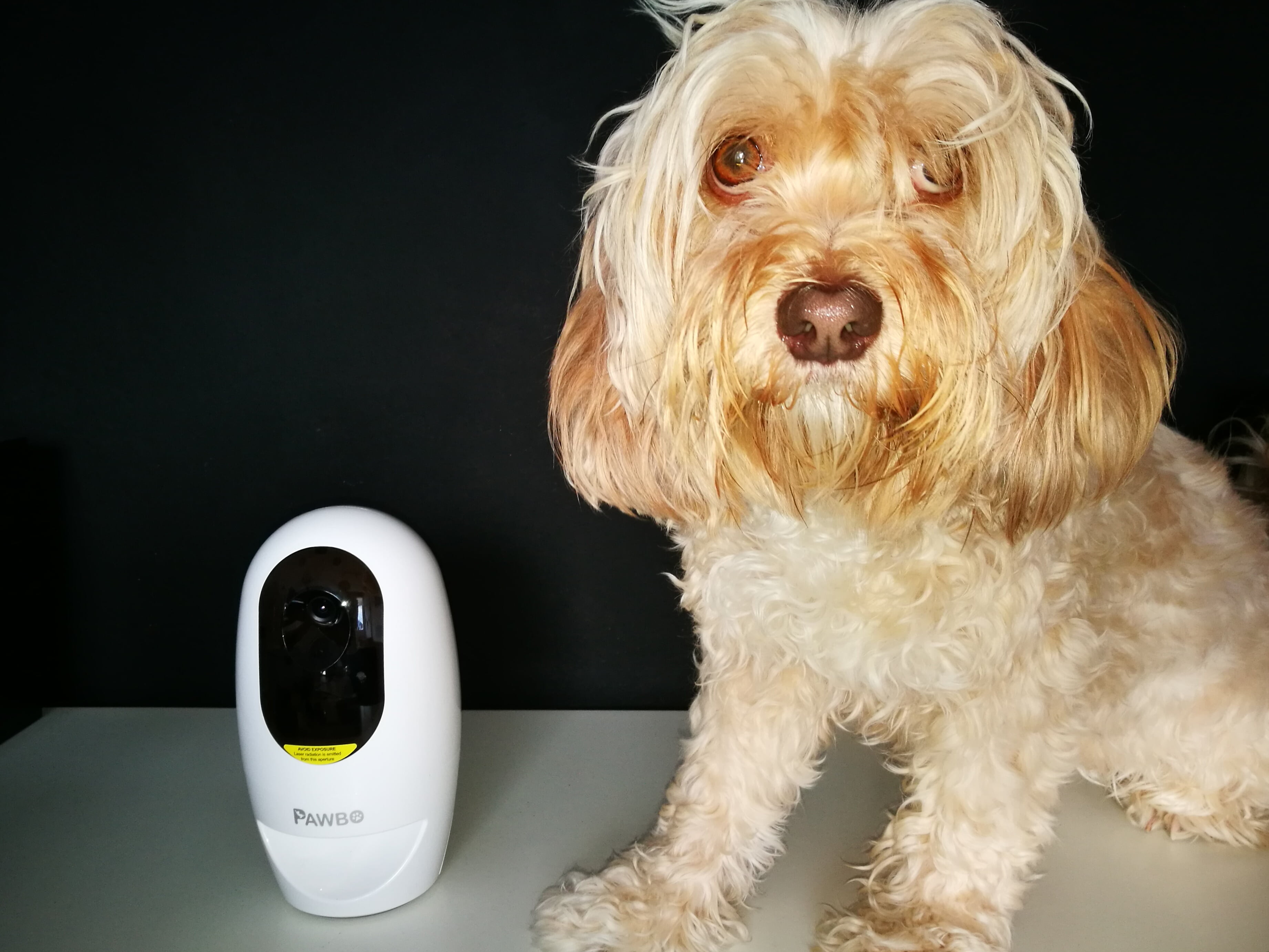 Cada semana Enojado Oh querido Pawbo, la cámara interactiva para mascotas - El Blog de Uma