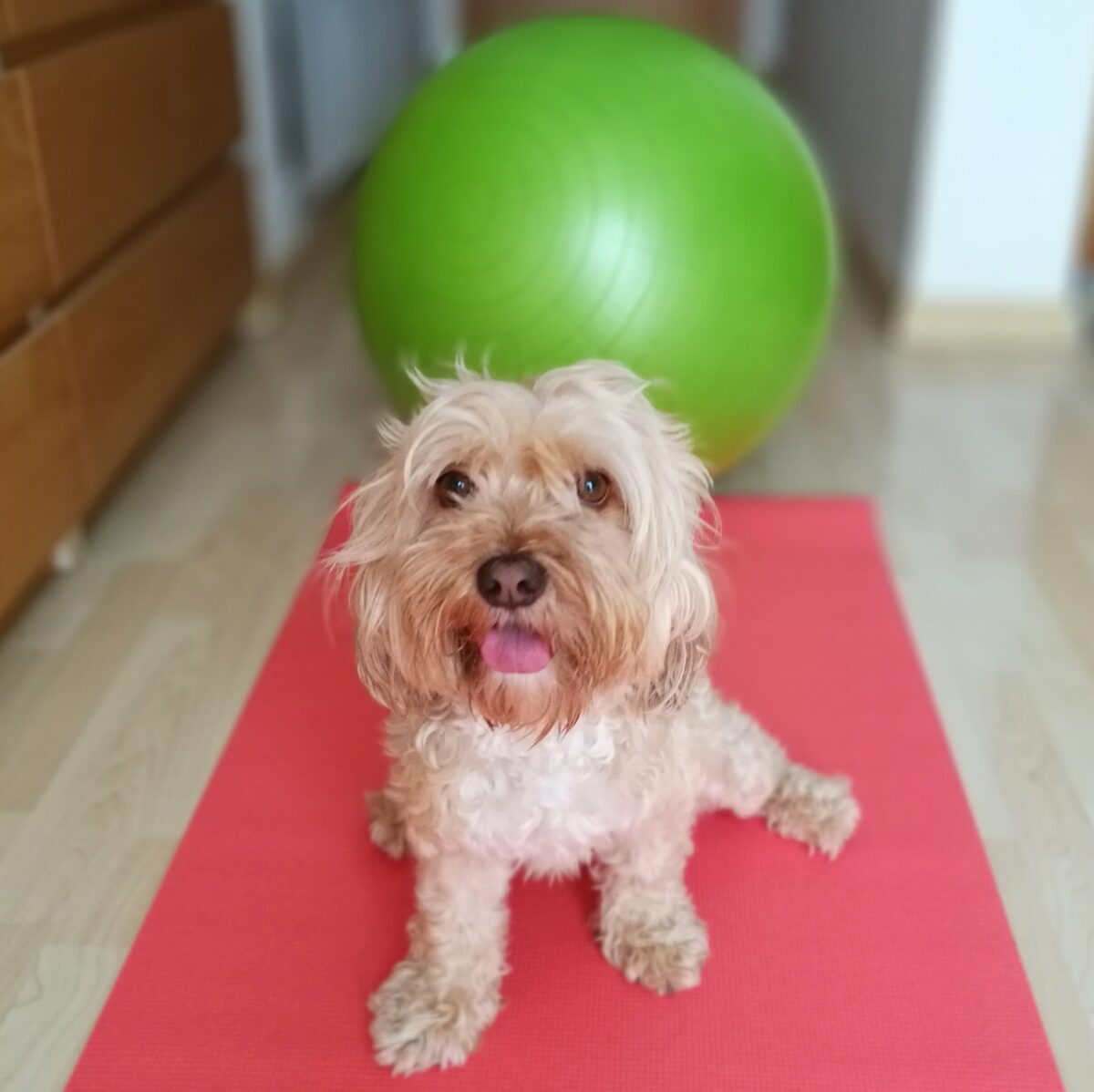 yoga con perros