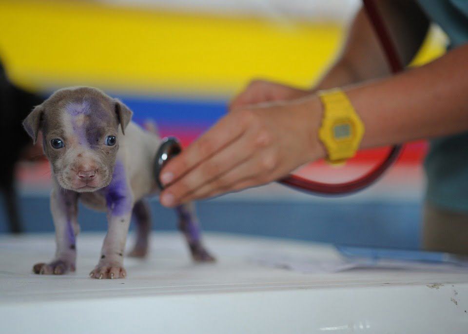 curso de auxiliar clínico veterinario