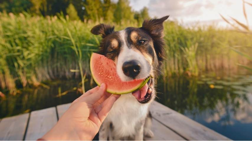 frutas que pueden comer los perros