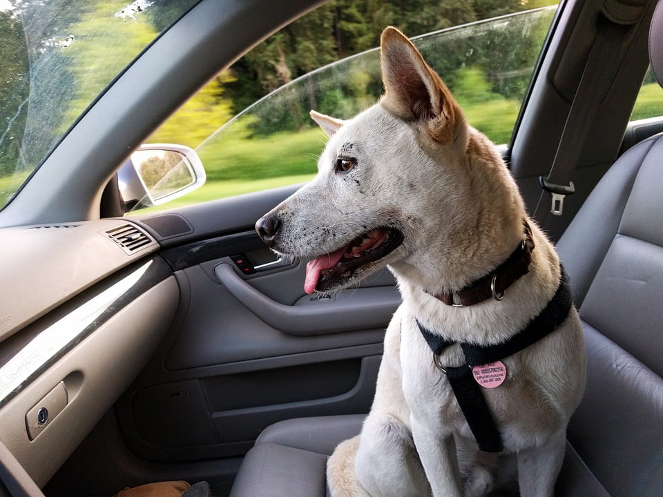 accesorios de viaje para perro