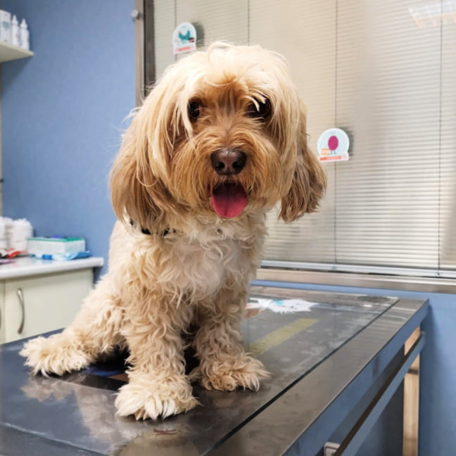 reacción alérgica a la vacuna en perros