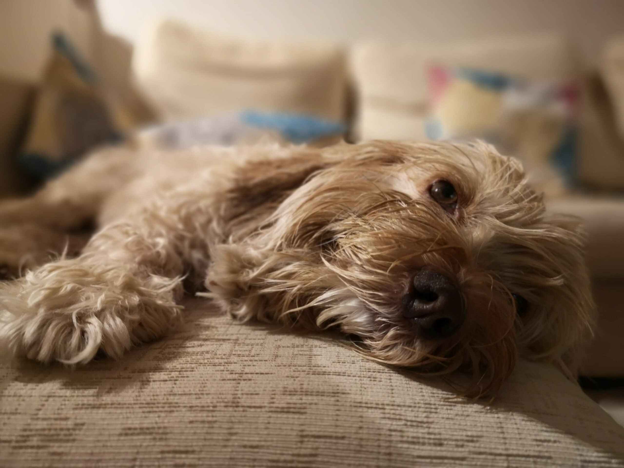 Propuesta alternativa Aplaudir Guinness Mi perro tiene tos: ¿debo preocuparme? - El Blog de Uma