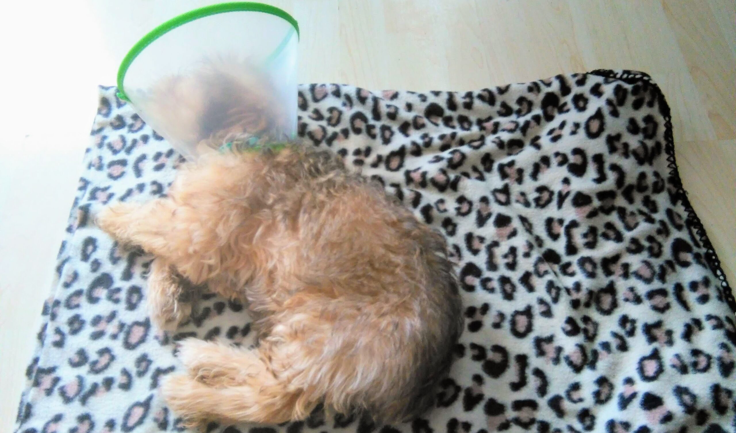 Collar Isabelino De Plástico Para Perros después de la cirugía recuperación Collar Ajustable 