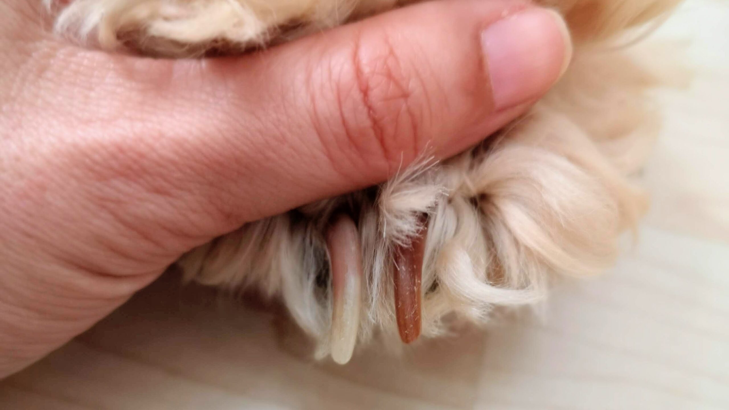 Cómo cortar las uñas a un perro en casa sin hacerle daño