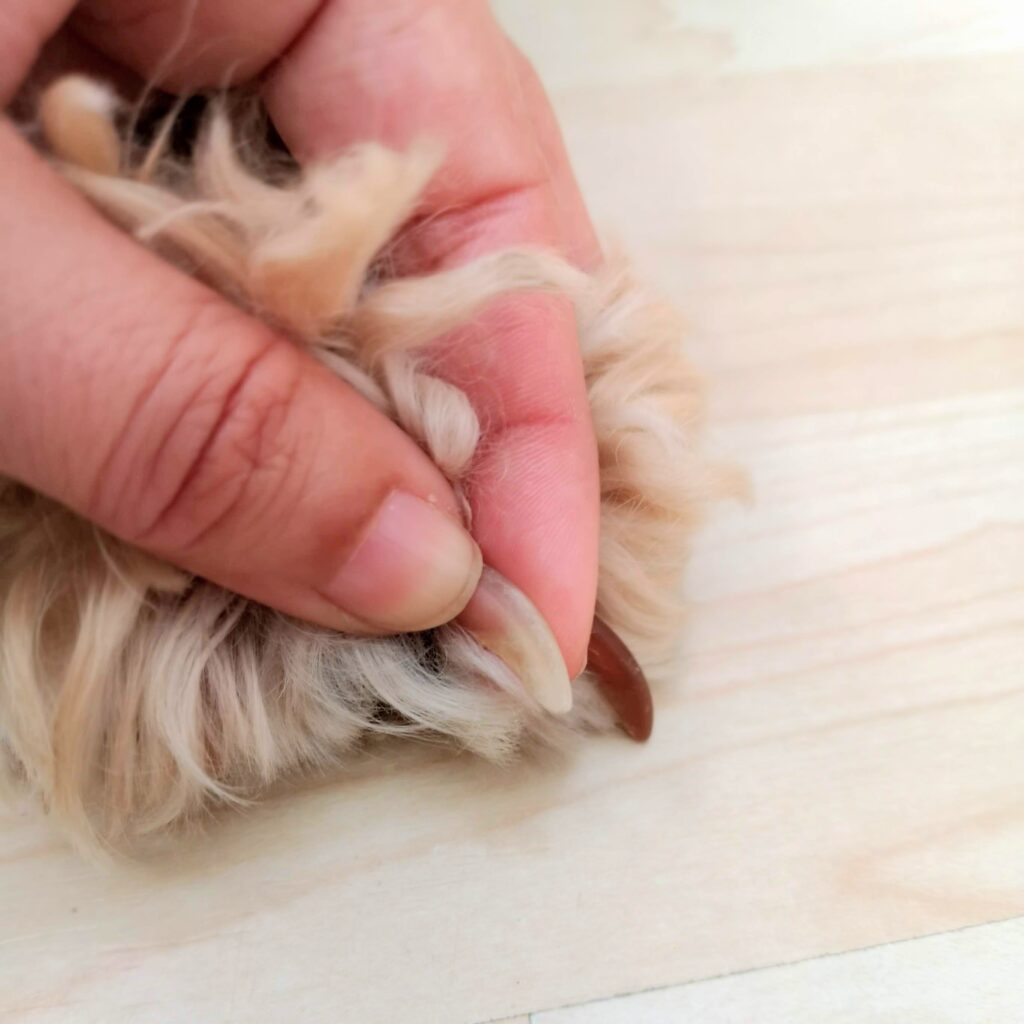 cortar uñas a un perro
