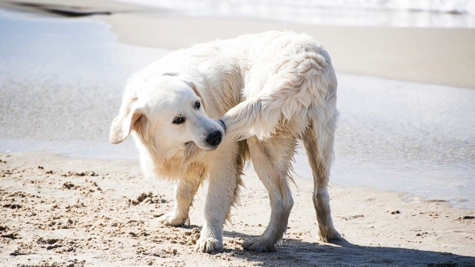 basura Impermeable A bordo Trastorno obsesivo compulsivo en perros: TOC - El Blog de Uma