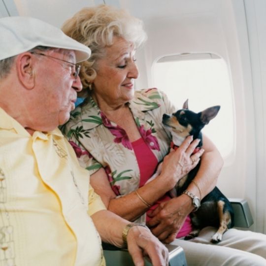 perros que viajan en avión