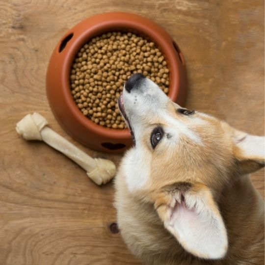 falta de apetito en perros