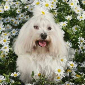perros blancos