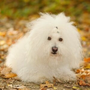 perros blancos