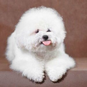 perros blancos