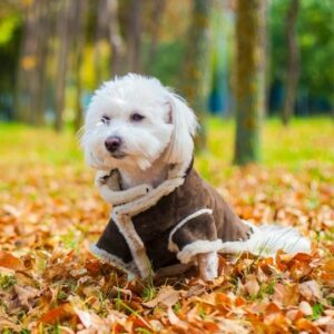 perros blancos