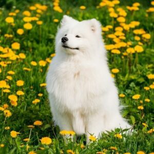 samoyedo