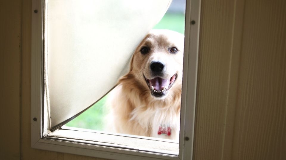 Puertas para perros: cómo elegir la perfecta para tu perro - El Blog de Uma