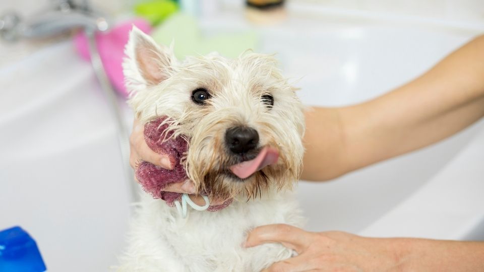 Mi perro huele mal aunque lo bañe: ¿por qué puede ser? - El Blog de