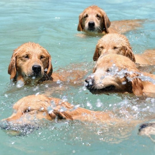 piscinas para perros