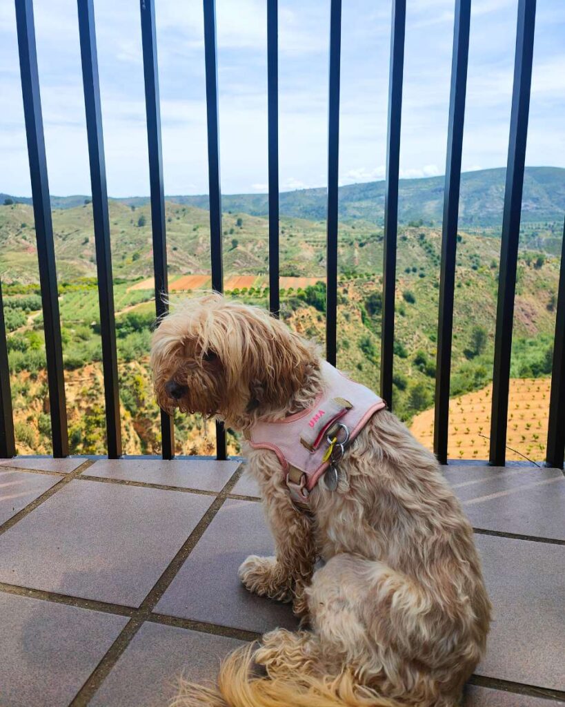 salto del chella con perro