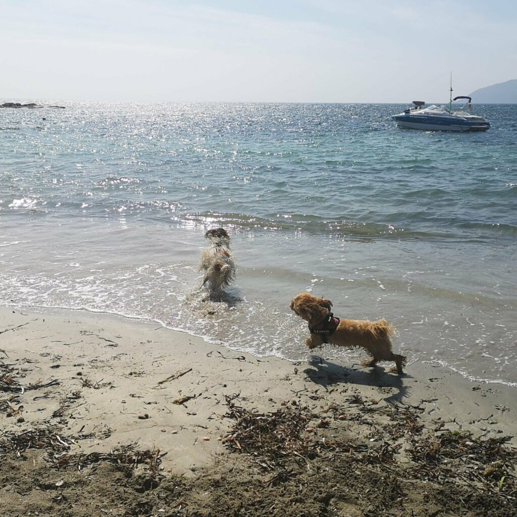 vacaciones con perros en la playa