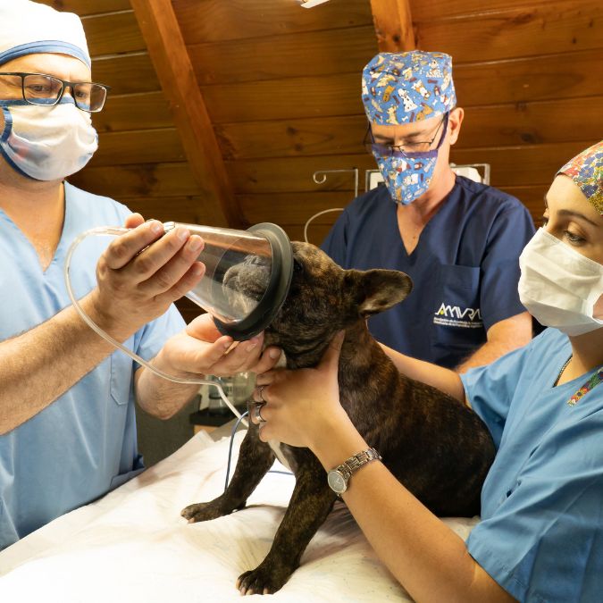 urgencias veterinarias