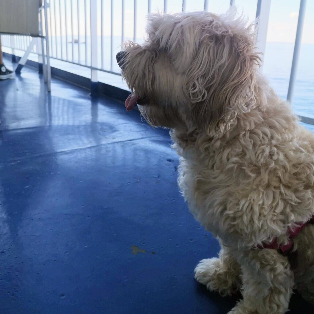 viajar con un perro en ferry