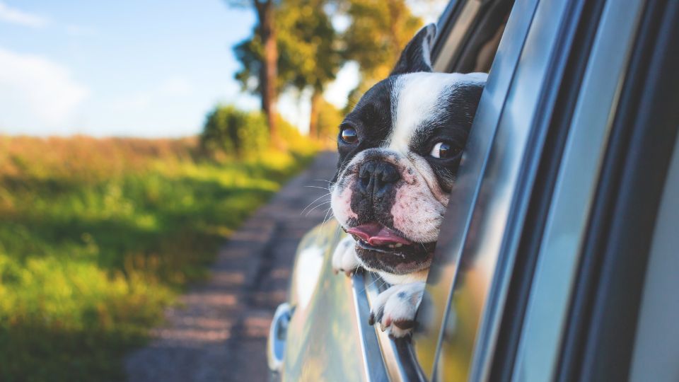 viajar con un perro