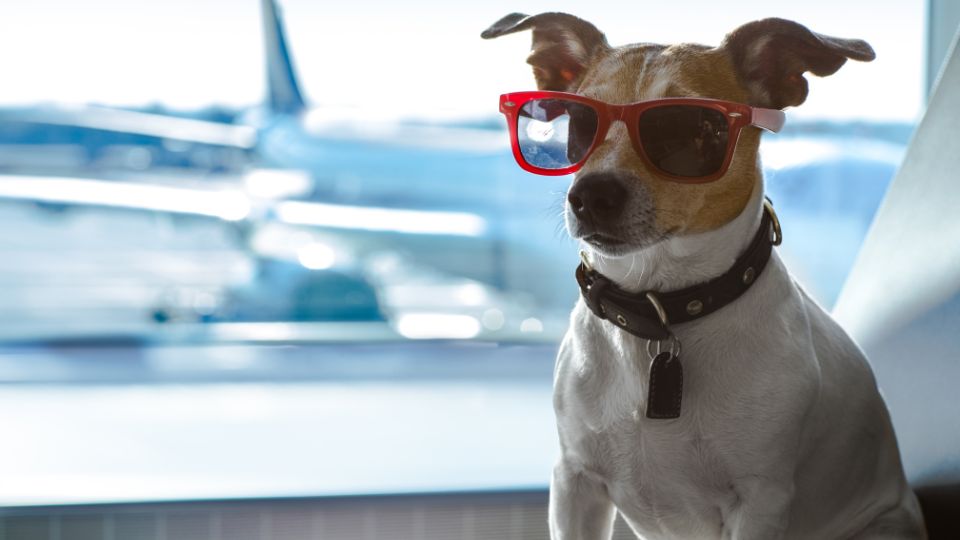 viajar con un perro