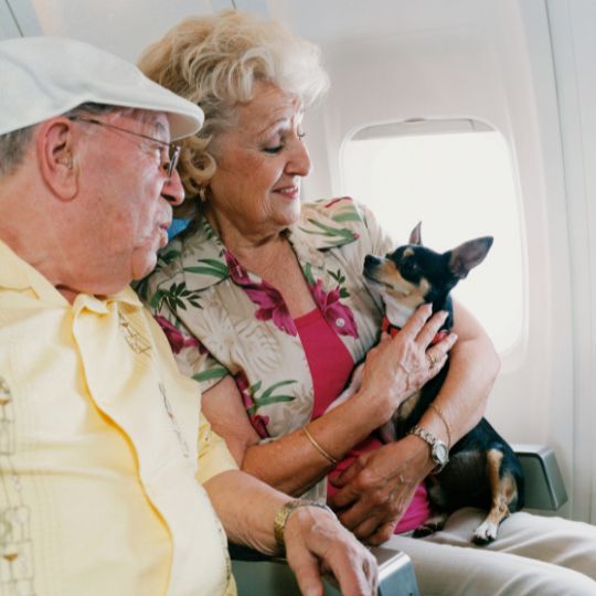 viajar con un perro en avión