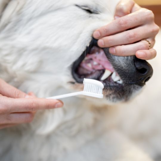 limpieza dental en perros