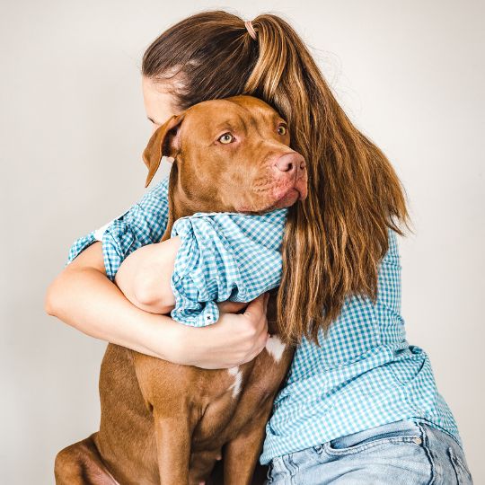 perros y oxitocina