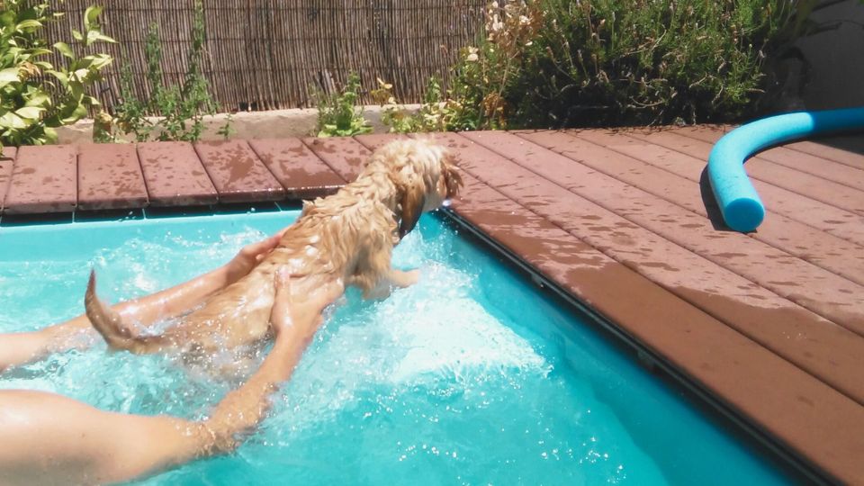 enseñar a tu perro a nadar