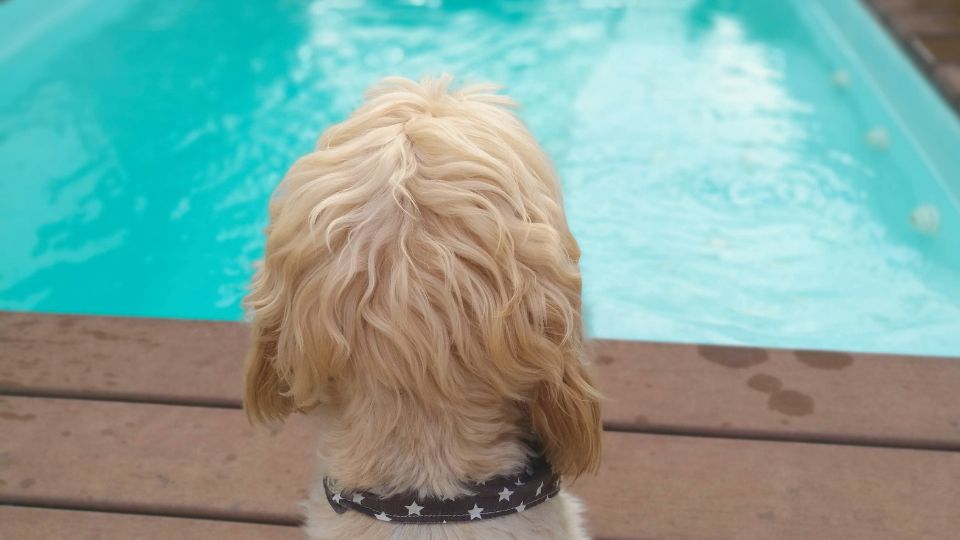enseñar a un perro a nadar