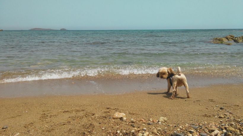 playas para perros en Ibiza