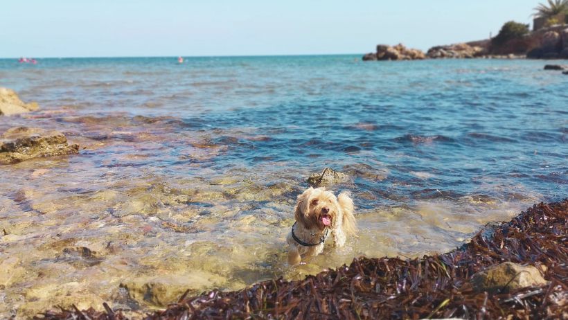 playas para perros en Ibiza